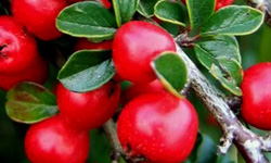 Cotoneastar